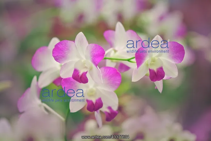 : Hybrid Orchids. Selby Gardens, Sarasota, Florida : Hybrid Orchids. Selby Gardens, Sarasota, Florida