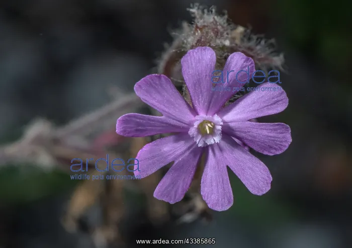 : Hybrid Pink Campion, Silene latifolia x Silene : Hybrid Pink Campion, Silene latifolia x Silene
