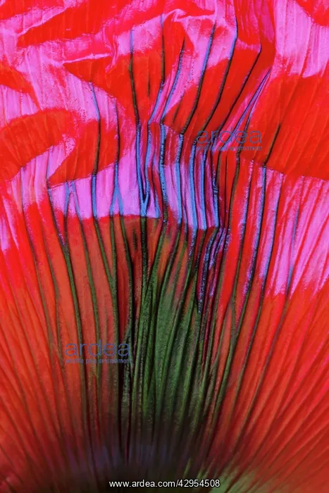 : Hybrid Poppy - detailed study of petal : Hybrid Poppy - detailed study of petal