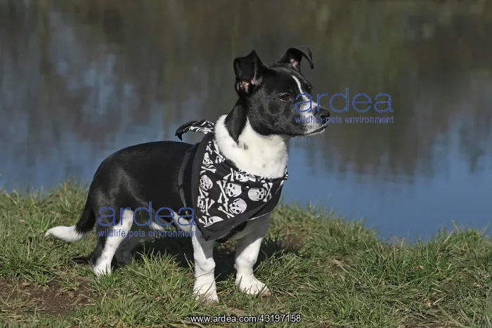 : Hybrid, with a scarf, standing at a lake, sideways : Hybrid, with a scarf, standing at a lake, sideways