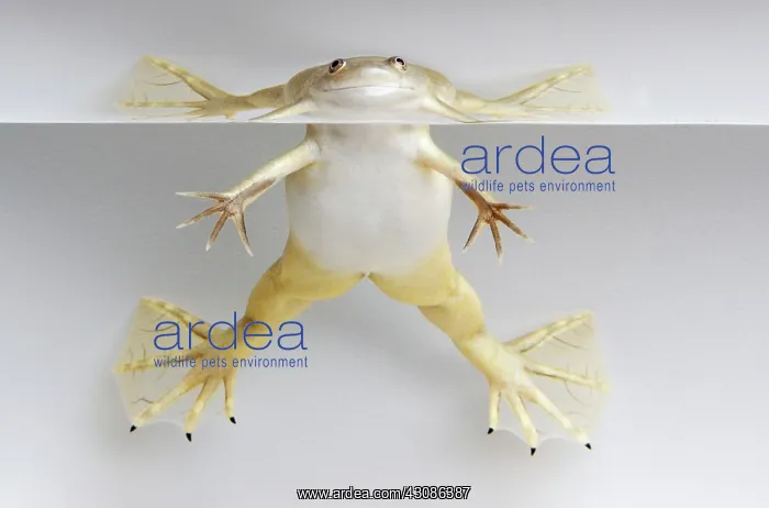 : Hybridized clawed frog (Silurana sp.) : Hybridized clawed frog (Silurana sp.)