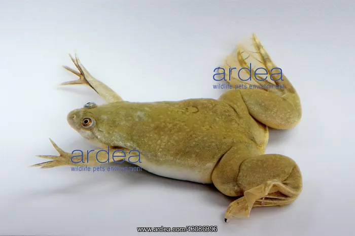 : Hybridized clawed frog (Silurana sp.) : Hybridized clawed frog (Silurana sp.)