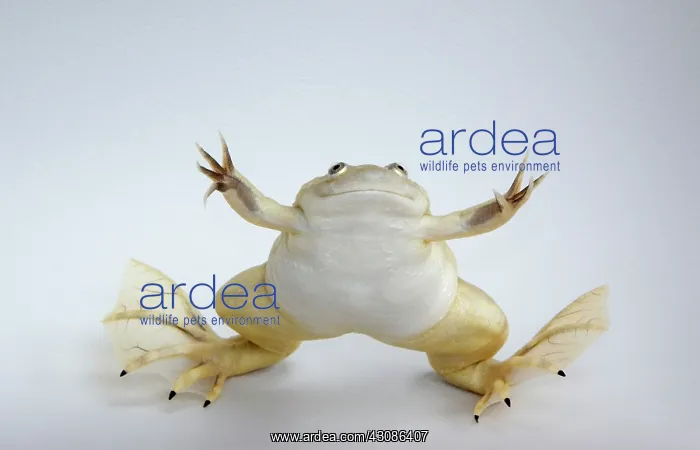: Hybridized clawed frog (Silurana sp.) : Hybridized clawed frog (Silurana sp.)