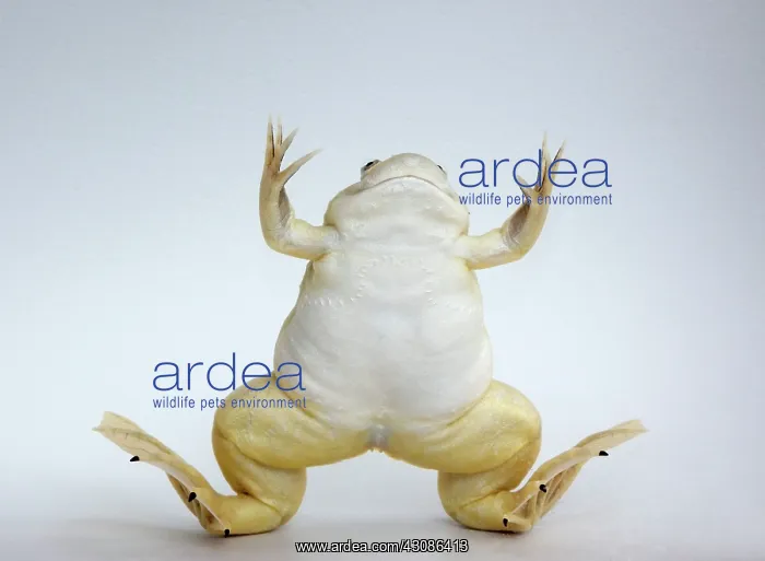 : Hybridized clawed frog (Silurana sp.) : Hybridized clawed frog (Silurana sp.)