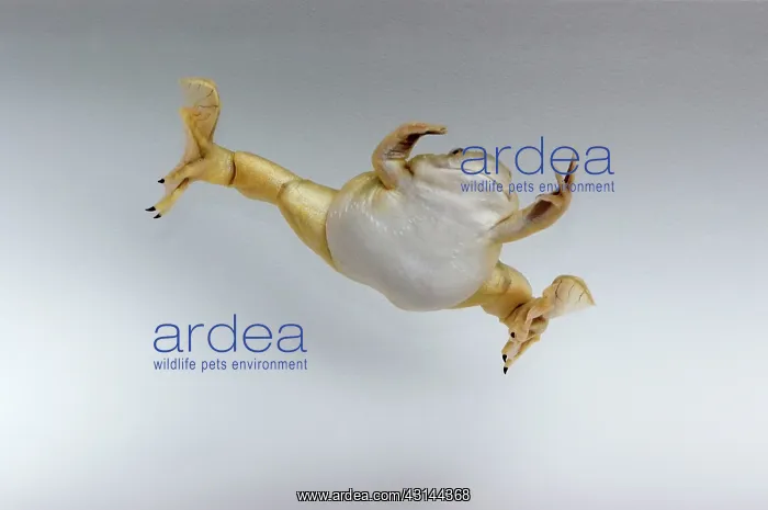 : Hybridized clawed frog (Silurana sp.) : Hybridized clawed frog (Silurana sp.)