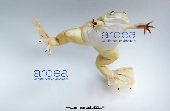 : Hybridized clawed frog (Silurana sp.) : Hybridized clawed frog (Silurana sp.)