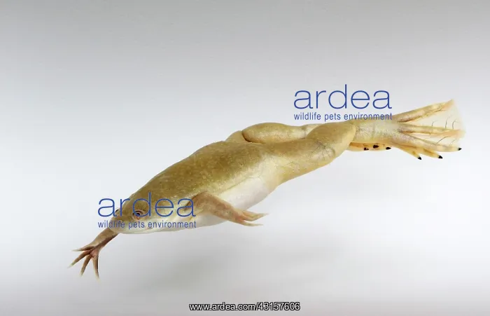 : Hybridized clawed frog (Silurana sp.) : Hybridized clawed frog (Silurana sp.)