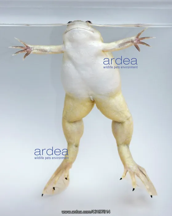 : Hybridized clawed frog (Silurana sp.) : Hybridized clawed frog (Silurana sp.)