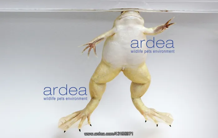 : Hybridized clawed frog (Silurana sp.) : Hybridized clawed frog (Silurana sp.)