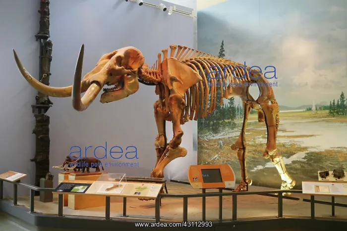 : The Hyde Park Mastodon : The Hyde Park Mastodon