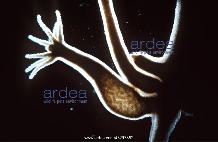 : Hydra: bud : Hydra: bud