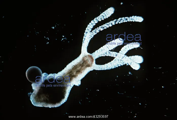: HYDRA - TESTES AND EGG : HYDRA - TESTES AND EGG