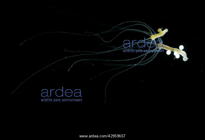 : Hydra - testes and eggs : Hydra - testes and eggs