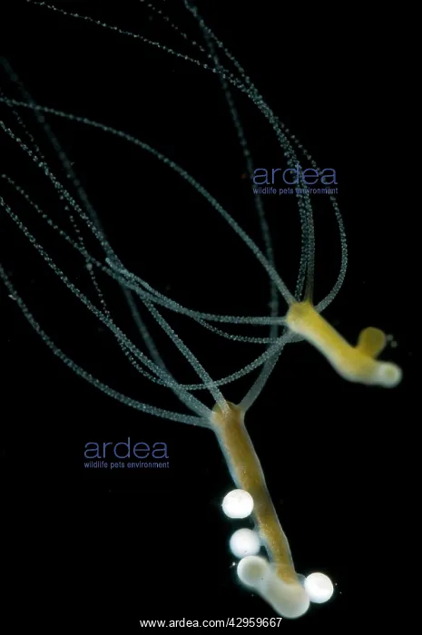 : Hydra - testes and eggs : Hydra - testes and eggs