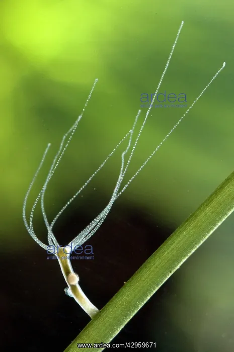 : Hydra - testes and eggs : Hydra - testes and eggs