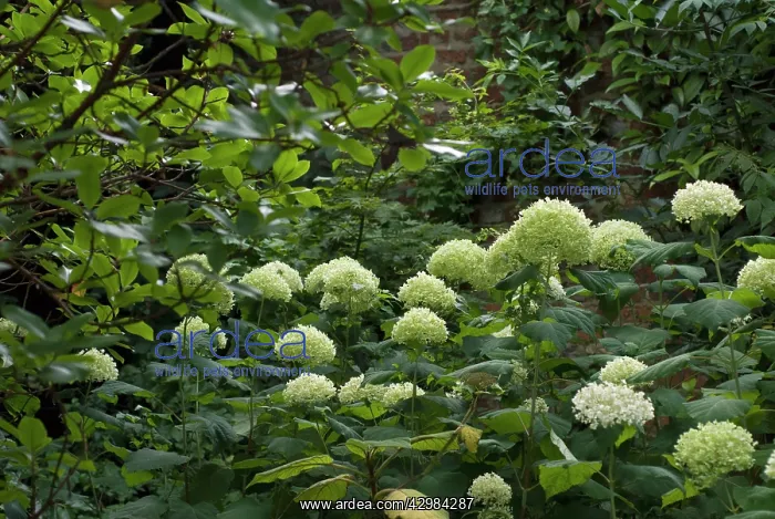 : Hydrangea, Hydrangea arborescens Annabelle : Hydrangea, Hydrangea arborescens Annabelle