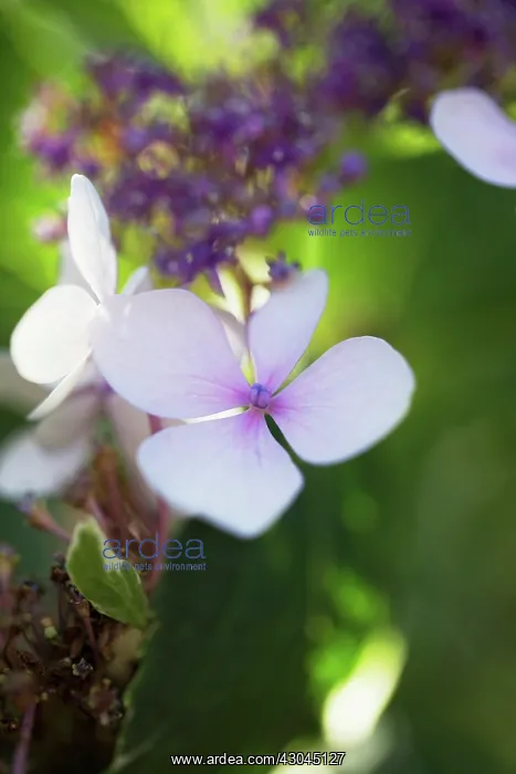 : Hydrangea, Hydrangea macrophylla, Lacecap hydrangea : Hydrangea, Hydrangea macrophylla, Lacecap hydrangea