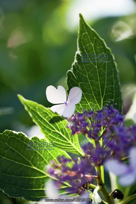 : Hydrangea, Hydrangea macrophylla, Lacecap hydrangea : Hydrangea, Hydrangea macrophylla, Lacecap hydrangea