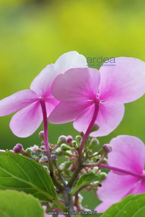 : Hydrangea, Hydrangea macrophylla, Lacecap hydrangea : Hydrangea, Hydrangea macrophylla, Lacecap hydrangea