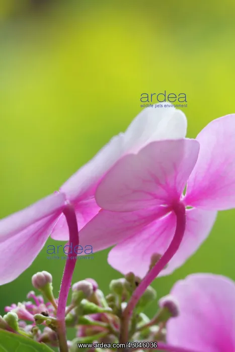 : Hydrangea, Hydrangea macrophylla, Lacecap hydrangea : Hydrangea, Hydrangea macrophylla, Lacecap hydrangea