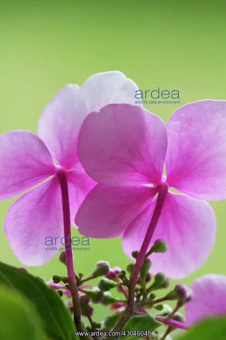 : Hydrangea, Hydrangea macrophylla, Lacecap hydrangea : Hydrangea, Hydrangea macrophylla, Lacecap hydrangea