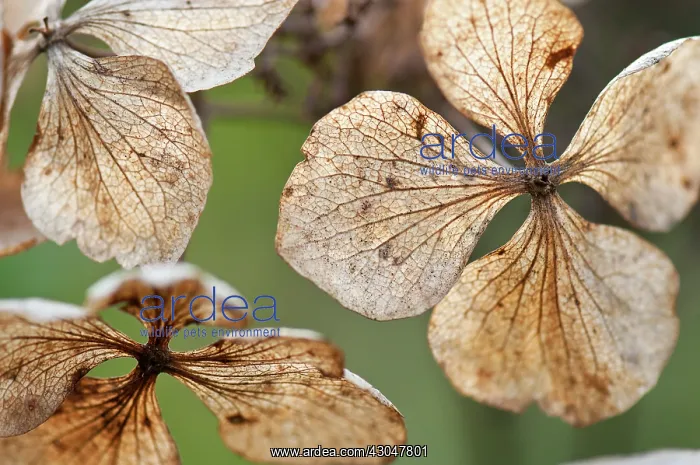 : Hydrangea. Translucent, spent and dried flowers of Hydrangea macrophylla : Hydrangea. Translucent, spent and dried flowers of Hydrangea macrophylla