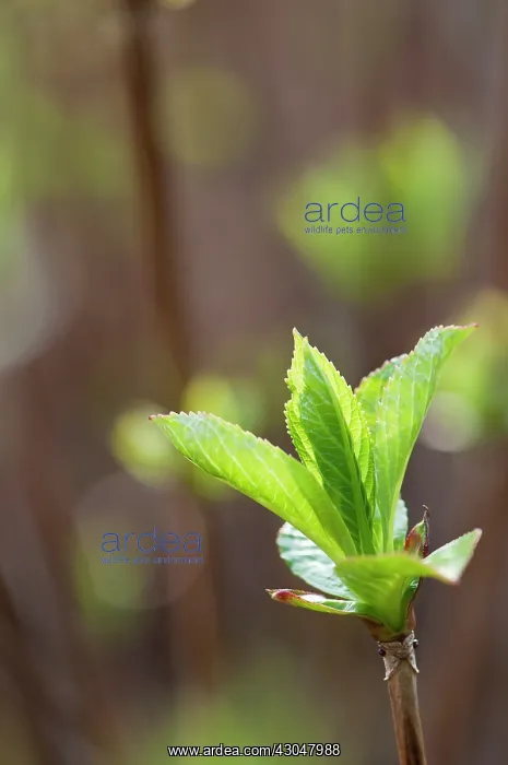 : Hydrangea. New green leaves of Hydrangea macrophylla Libelle emerging in sunlight : Hydrangea. New green leaves of Hydrangea macrophylla Libelle emerging in sunlight