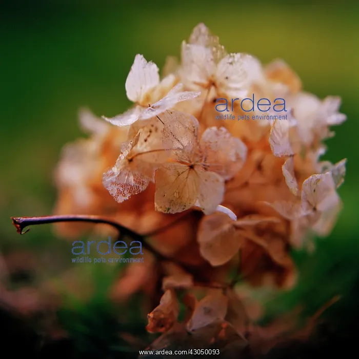 : Hydrangea. Hydrangea : Hydrangea. Hydrangea