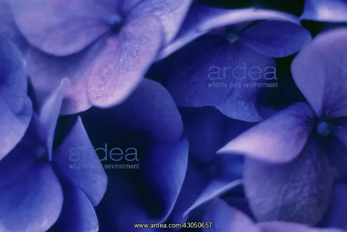 : Hydrangea, Hydrangea macrophylla : Hydrangea, Hydrangea macrophylla