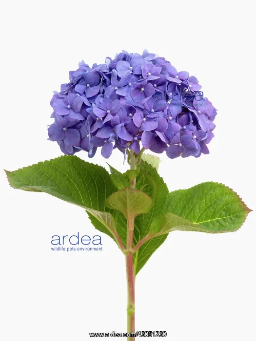 : Hydrangea, Hydrangea macrophylla Diamond Blue : Hydrangea, Hydrangea macrophylla Diamond Blue