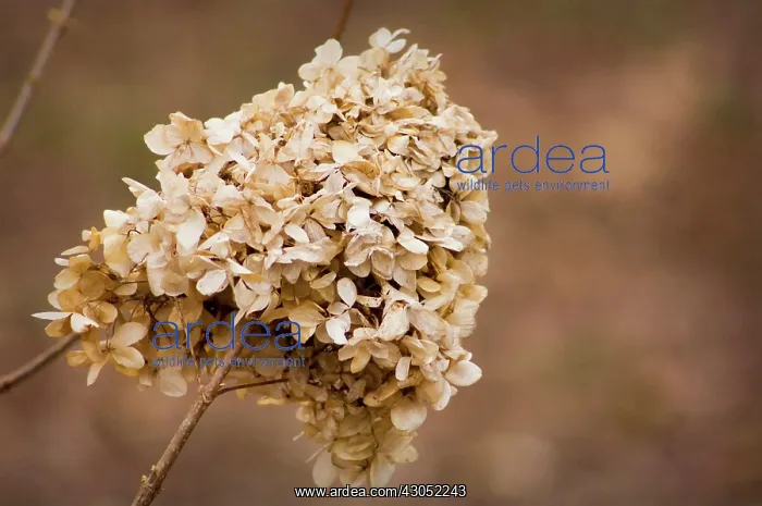 : Hydrangea, Hydrangea : Hydrangea, Hydrangea