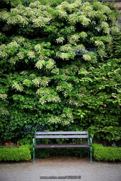 : Hydrangea, Hydrangea petiolaris : Hydrangea, Hydrangea petiolaris