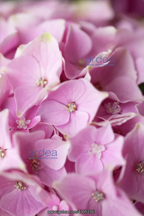 : Hydrangea : Hydrangea
