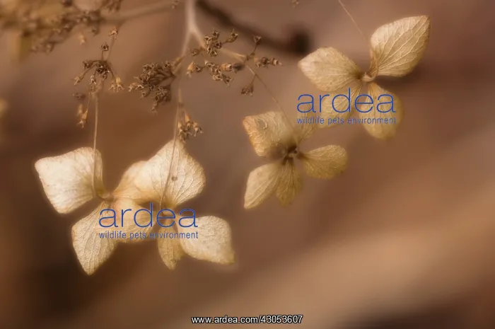 : Hydrangea, Hydrangea serrata : Hydrangea, Hydrangea serrata