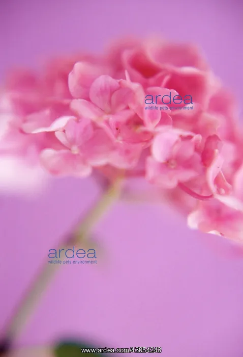 : Hydrangea : Hydrangea