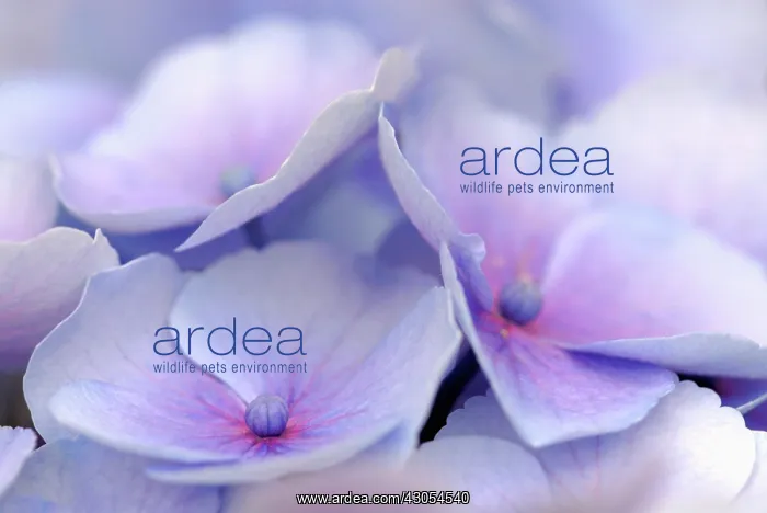 : Hydrangea, Hydrangea macrophylla : Hydrangea, Hydrangea macrophylla