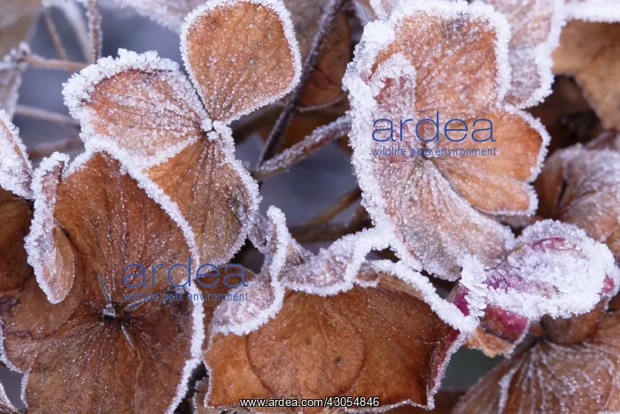 : Hydrangea, Hydrangea macrophylla : Hydrangea, Hydrangea macrophylla
