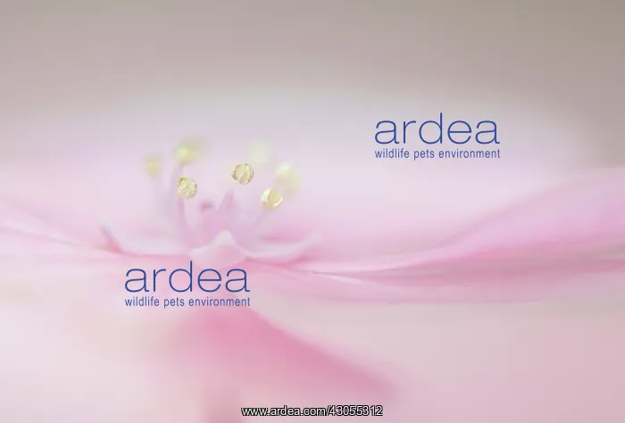 : Hydrangea, Hydrangea macrophylla : Hydrangea, Hydrangea macrophylla