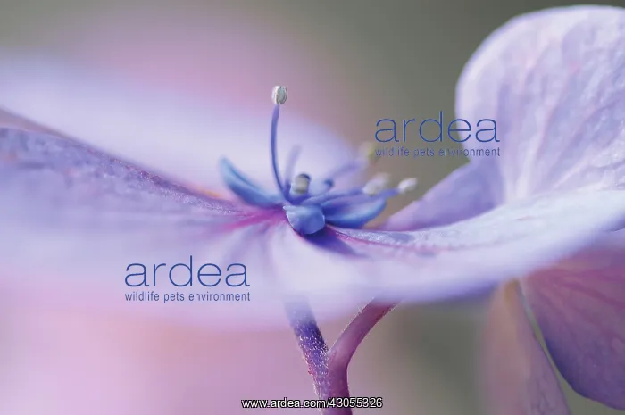 : Hydrangea, Hydrangea macrophylla Blue Wave : Hydrangea, Hydrangea macrophylla Blue Wave