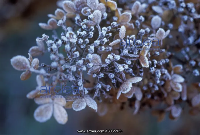 : Hydrangea : Hydrangea