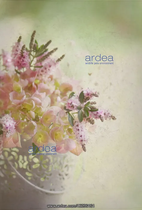 : Hydrangea : Hydrangea
