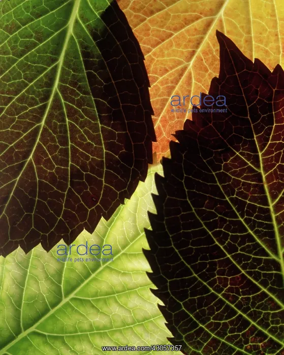 : Hydrangea. Hydrangea : Hydrangea. Hydrangea