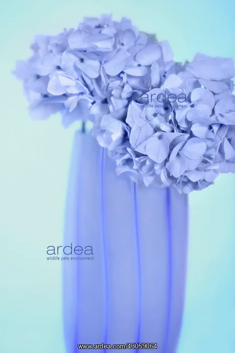 : Hydrangea. Hydrangea : Hydrangea. Hydrangea