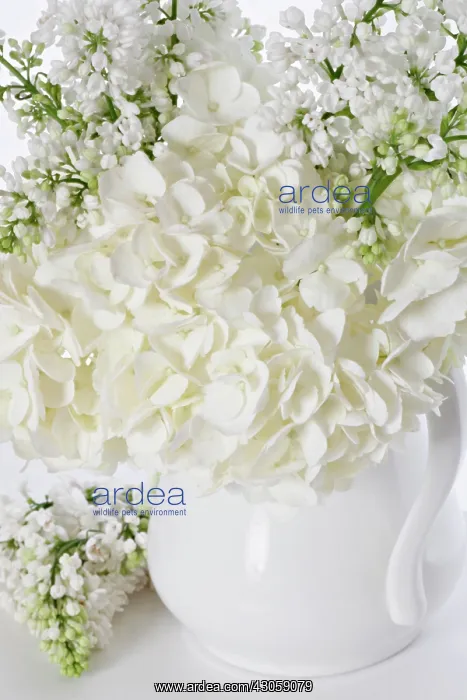 : Hydrangea. Hydrangea : Hydrangea. Hydrangea