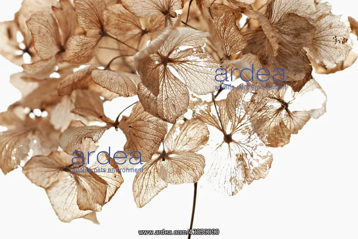 : Hydrangea. Hydrangea : Hydrangea. Hydrangea