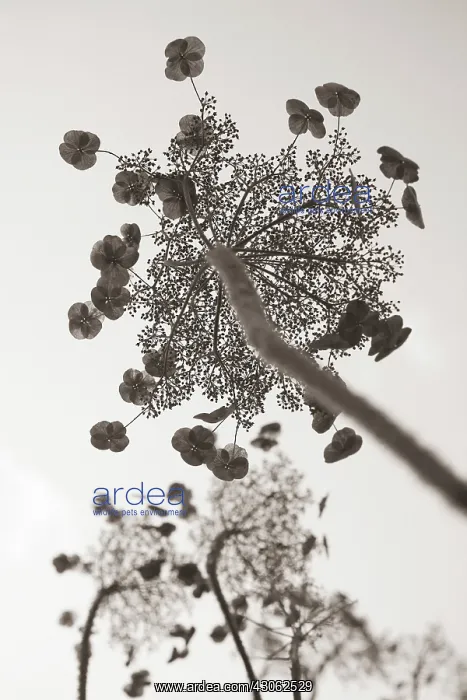 : Hydrangea : Hydrangea