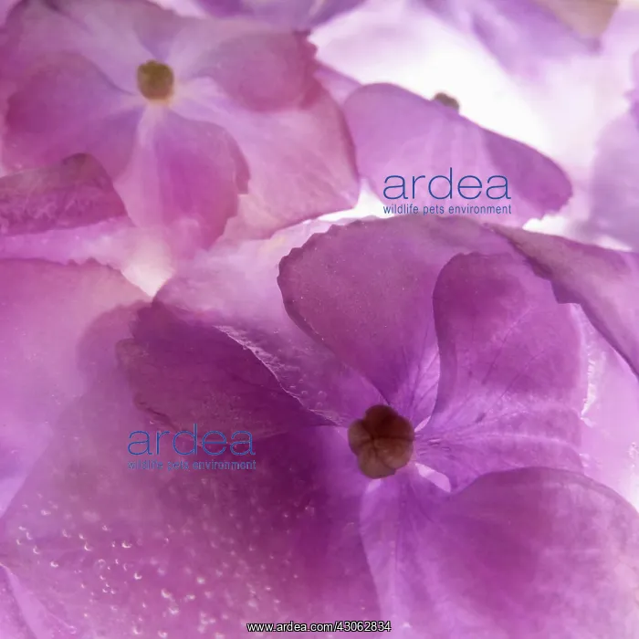 : Hydrangea : Hydrangea