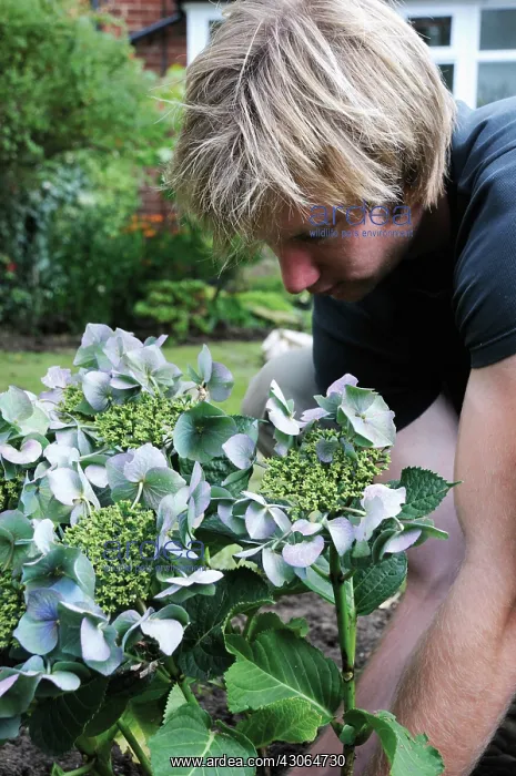 : Hydrangea : Hydrangea