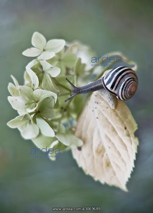 : Hydrangea cultivar flower cluster and leaf with striped snail : Hydrangea cultivar flower cluster and leaf with striped snail
