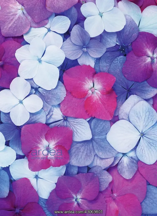 : Hydrangea : Hydrangea
